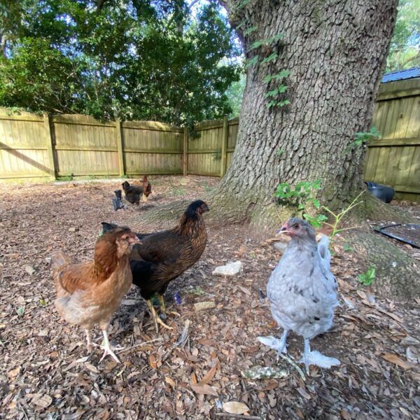 AFTER THE SHOW PODCAST: Chickens!