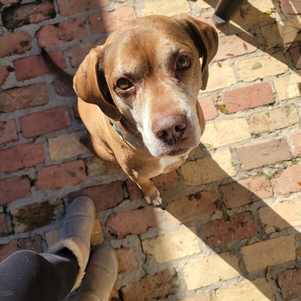 AFTER THE SHOW PODCAST: Pets eat the darndest things.