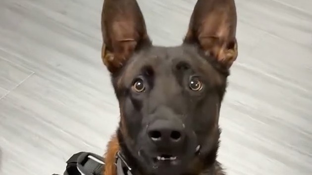 California police dog fatally shot in the line of duty while searching for armed suspect: Officials